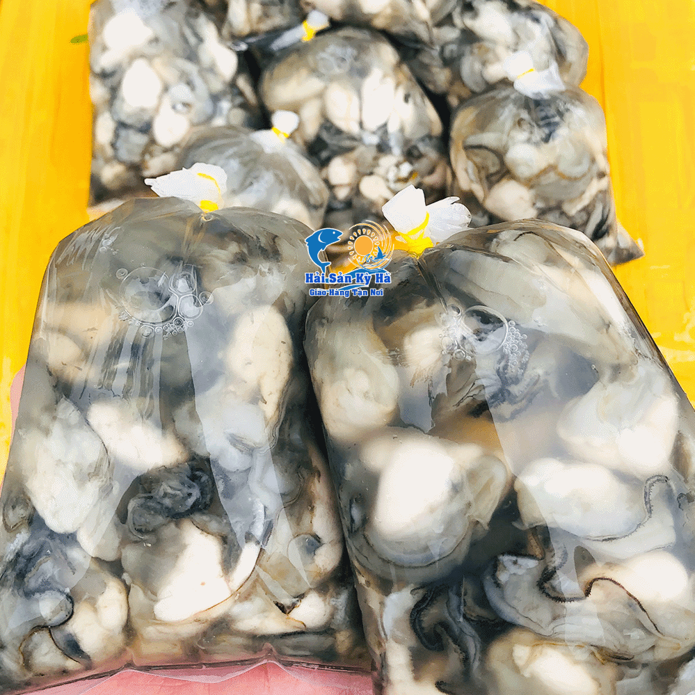 HÀU ĐÁ & HÀU SỮA