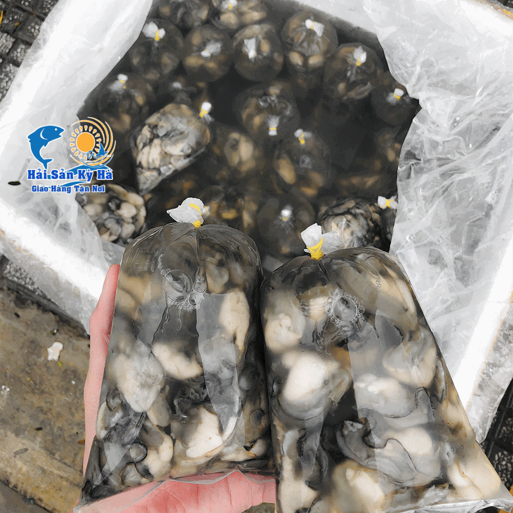 Ruột Hàu Sữa Pháp Tươi Sống