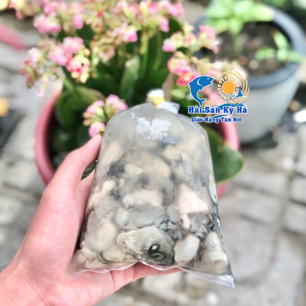 Nơi Bán Ruột Hàu Sữa