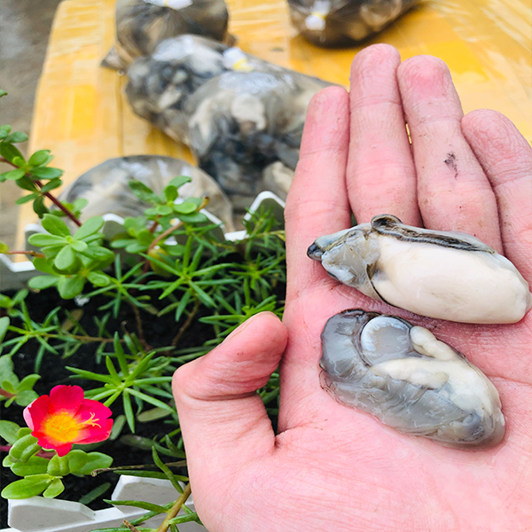 Mua Ruột Hàu Sữa Uy Tín Giá Rẻ Nhất Việt Nam