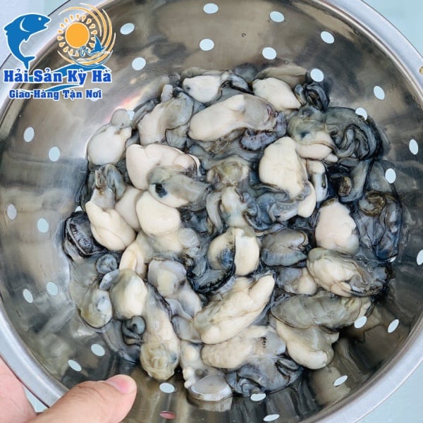 Mua Hàu Sữa Giá Rẻ