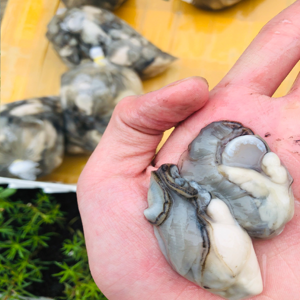 Mua Ruột Con Hàu Sữa