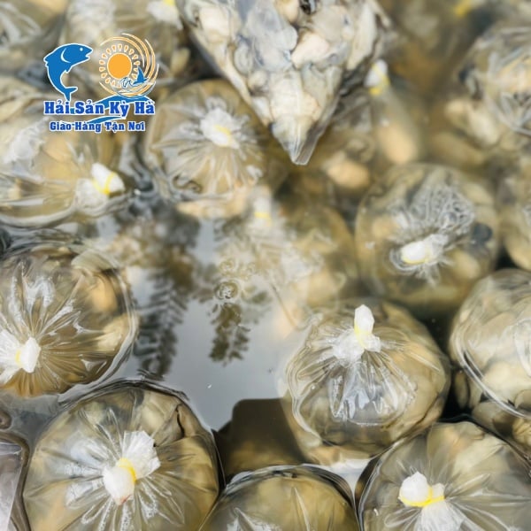 Địa Chỉ Mua Thịt Hàu Sữa Pháp