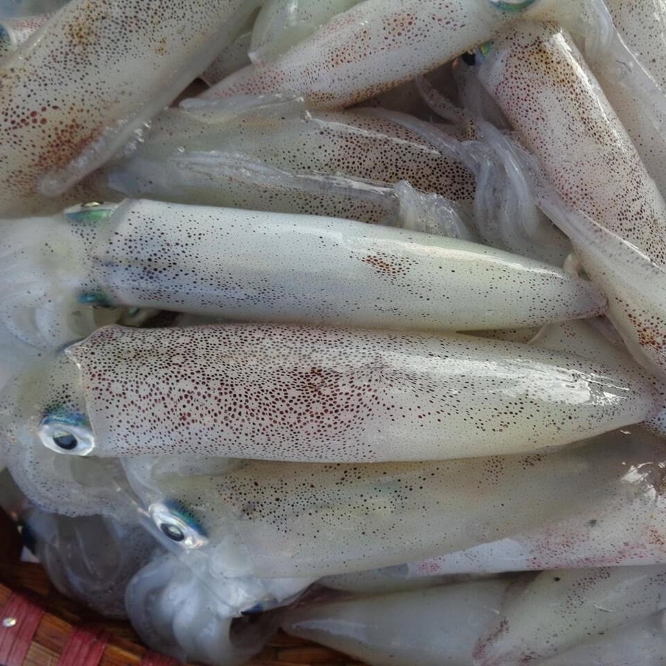 Mực Cơm Giá Rẻ Uy Tín