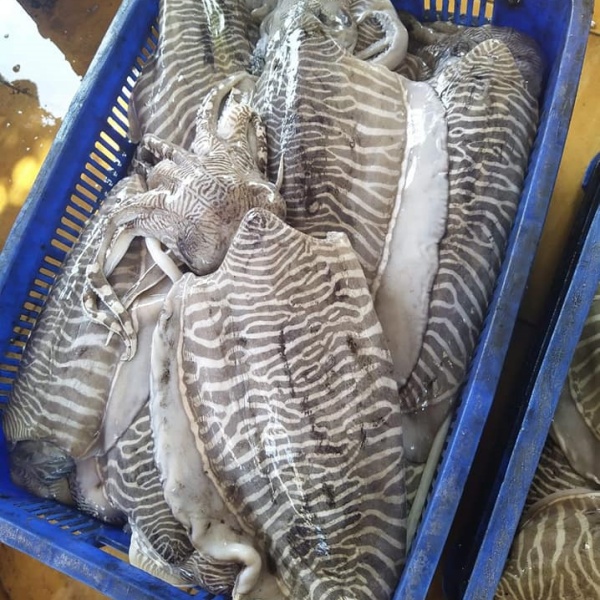 Mua Mực Nang Khổng Lồ - Giao Hàng Tận Nơi - Miễn Phí Ship