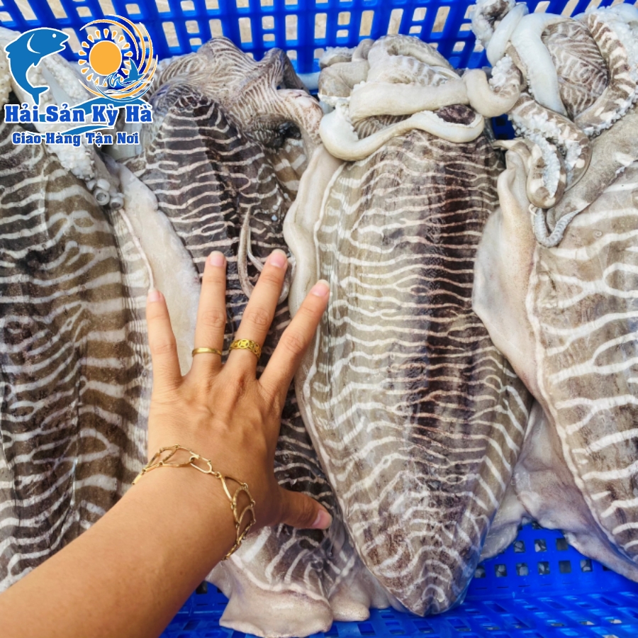 Mua Mực Nang Khổng Lồ Ở Quận 2