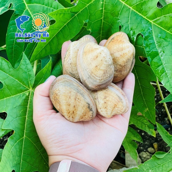 Địa Chỉ Mua Ngao 2 Cồi Ngon Giá Rẻ Nhất Hiện Nay