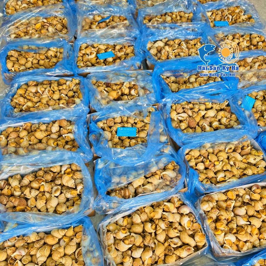 Dinh Dưỡng Từ Ốc Bulot Pháp