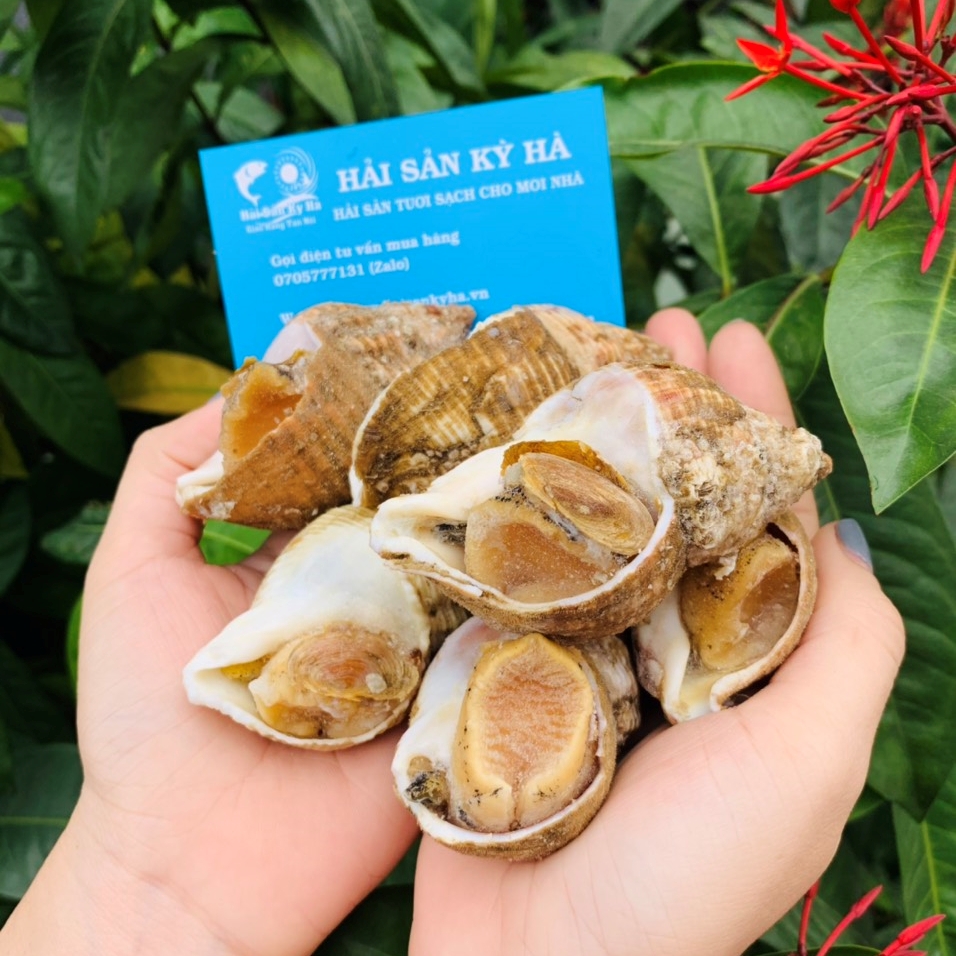 Mua Sỉ Ốc Bulot Pháp