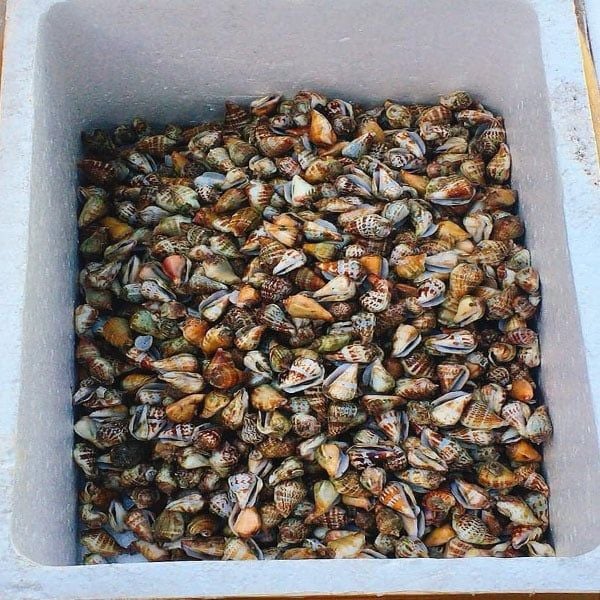 Sỉ - Lẻ Ốc Nhảy