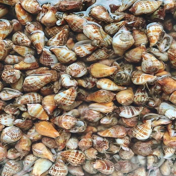 Ốc Nhảy Mua Ở Đâu