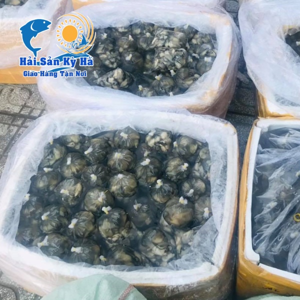 Nơi Cung Cấp Ruột Hàu Sữa Pháp