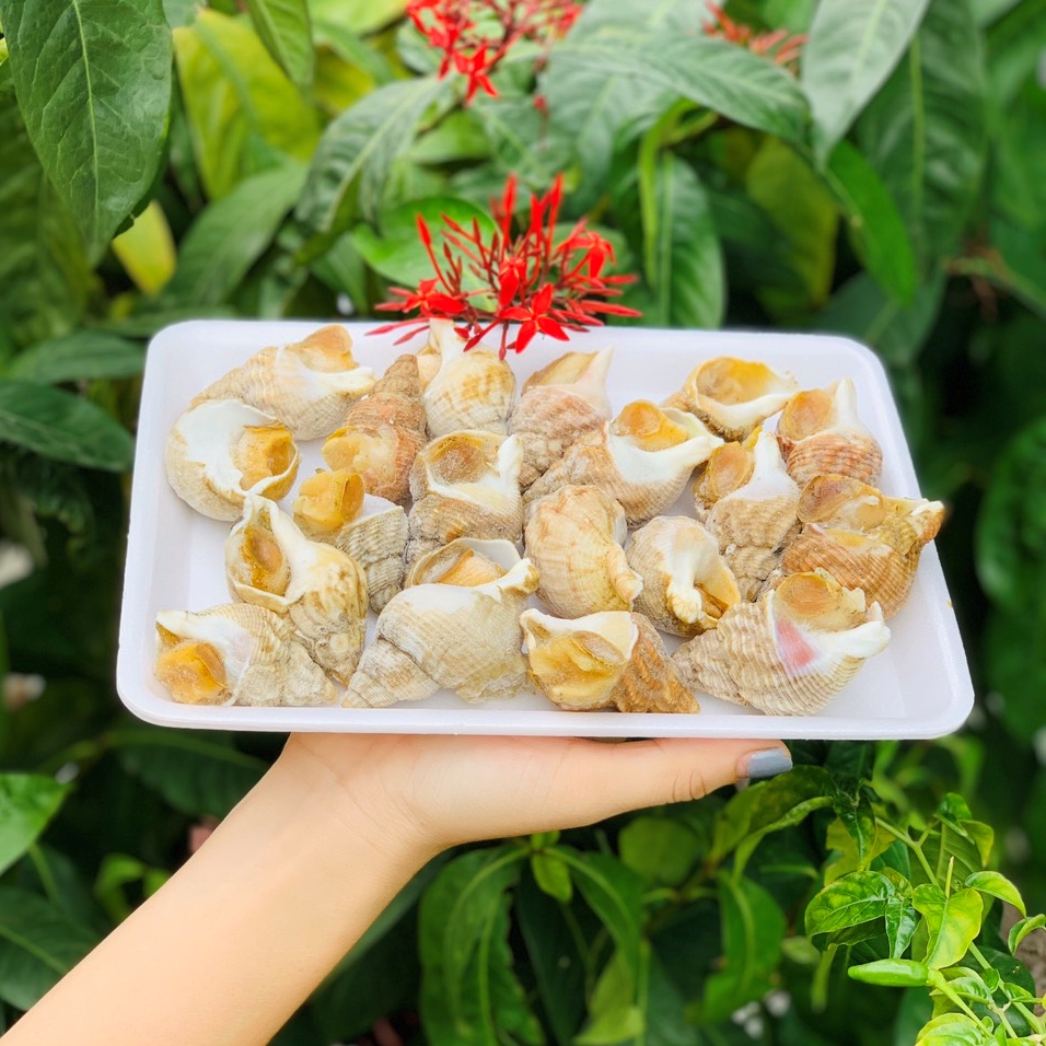 Mua Ốc Bulot