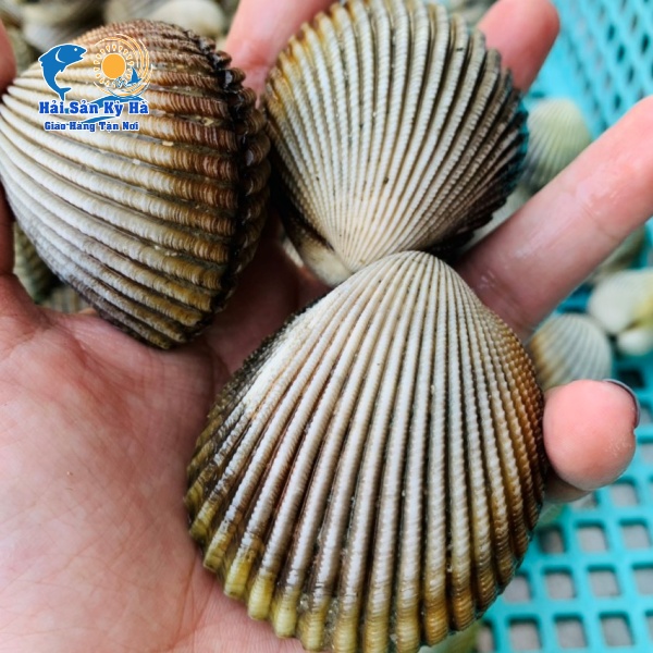 Sò Mồng Mua Giá Rẻ Nhất Hiện Nay