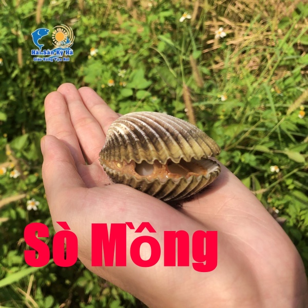 Sò Mồng Món Ăn Ngon Nhất Trong Các Loại Sò