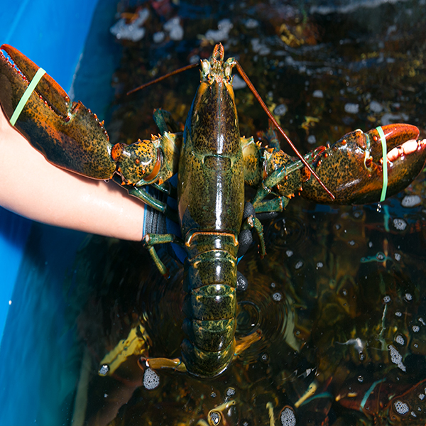 Dinh Dưỡng Từ Tôm Hùm Alaska