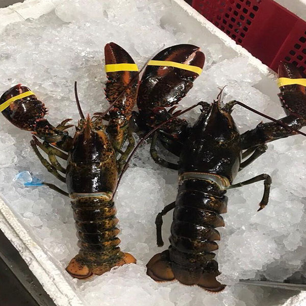 Giá 1Kg Tôm Hùm Alaska