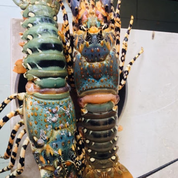 Mua Tôm Hùm Giá Rẻ Ngon Nhất Quận 1