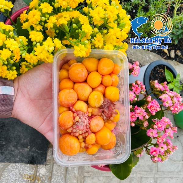 Sỉ - Lẻ Trứng Gà Non