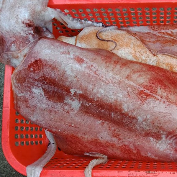 Mực Lá Đại Dương Vì Sao Nên Mua