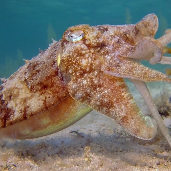 Mách Bạn Nơi Mua Mực Giá Rẻ Nhất