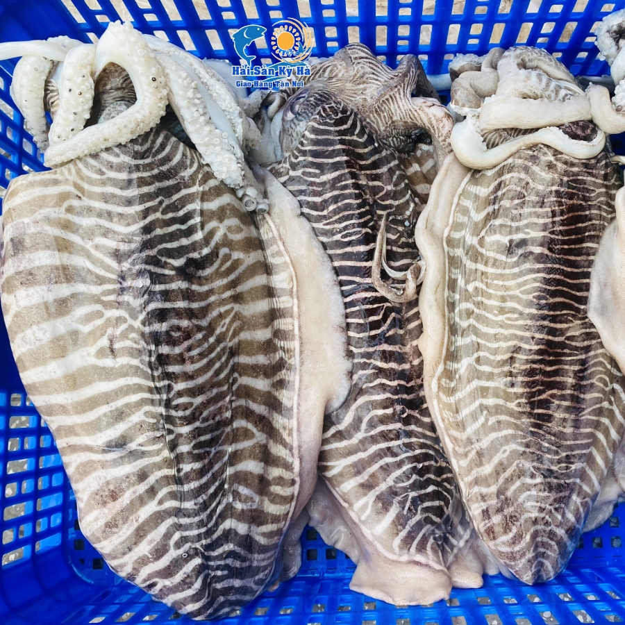 Dinh Dưỡng Từ Mực Nang Khổng Lồ