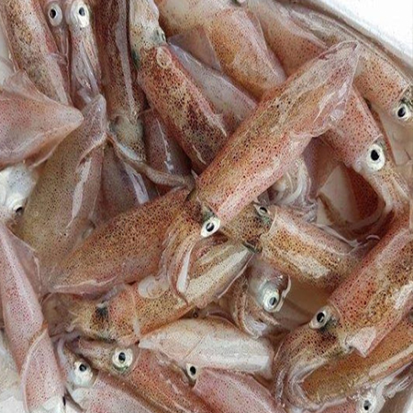 Mực Sữa - Tươi Ngon - Chât Lượng - Giá Rẻ - Uy Tín - Miễn Phí Ship