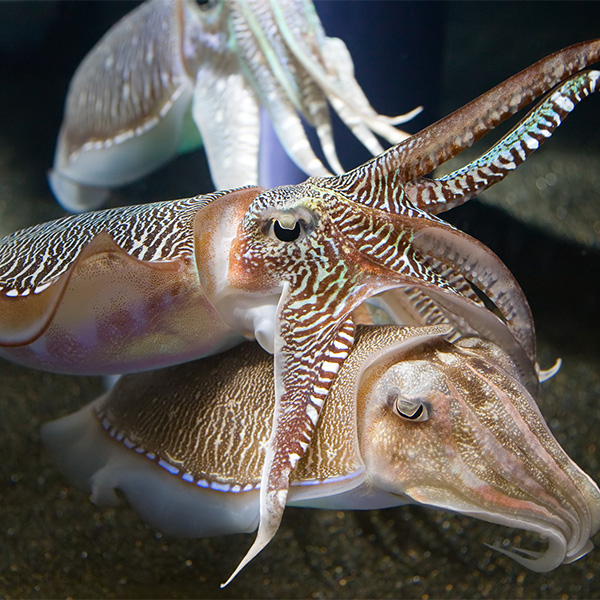 Các Loại Mực Của Việt Nam Hiện Nay