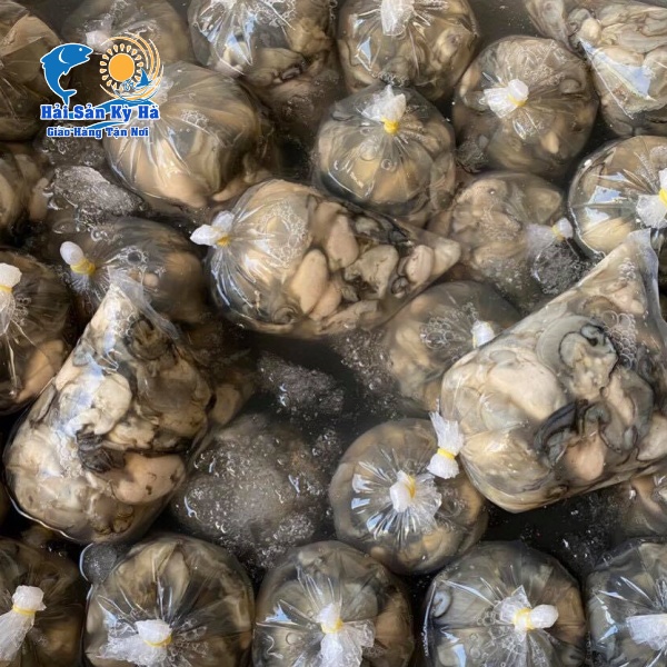 Nơi Mua Bán Ruột Hàu Sữa Pháp