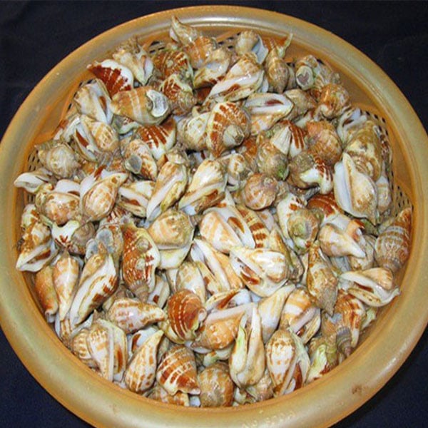 Mua Sỉ Ốc Nhảy