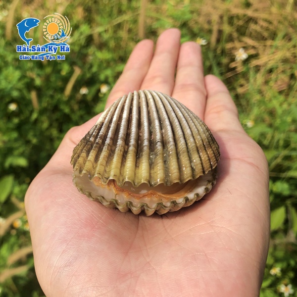 Địa Chỉ Mua Sò Mồng Ngon Hiện Nay