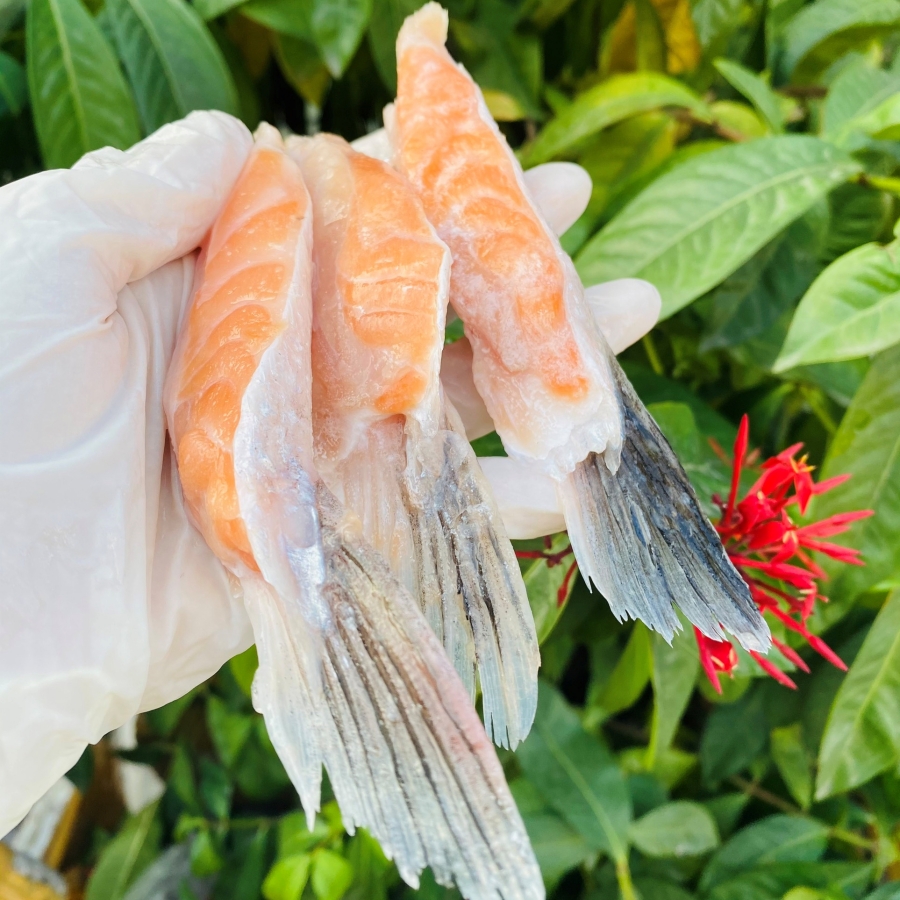 Vây Cá Hồi
