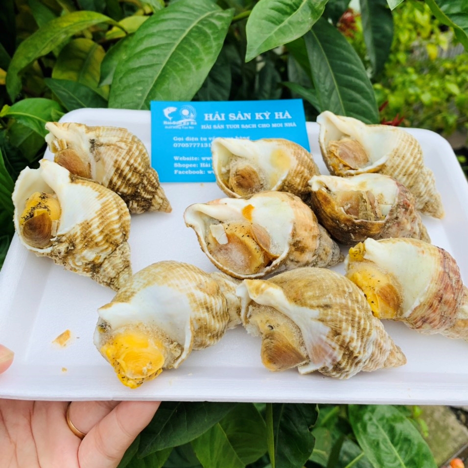 Tìm Hiểu Về Ốc Bulot Pháp