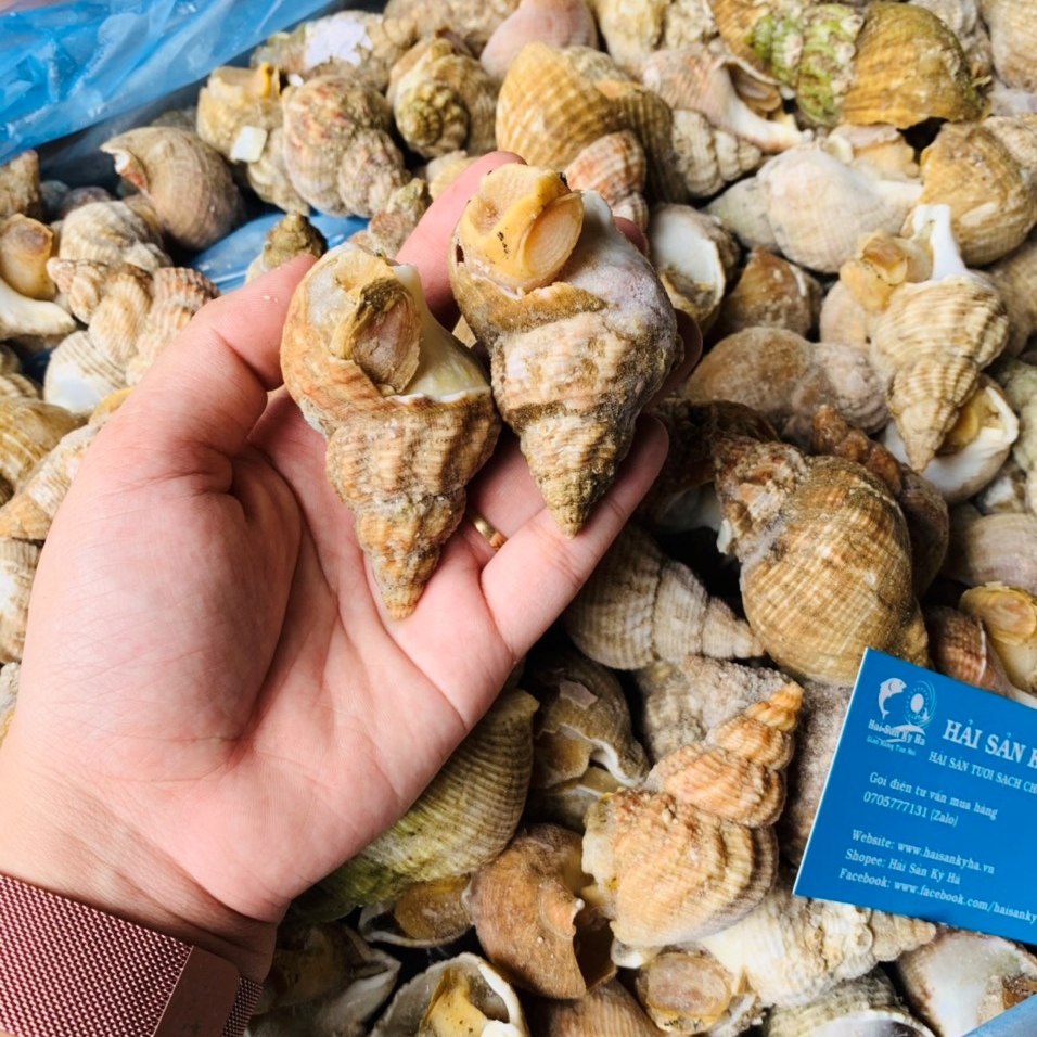 Dinh Dưỡng Từ Ốc Bulot Nhập Khẩu Pháp