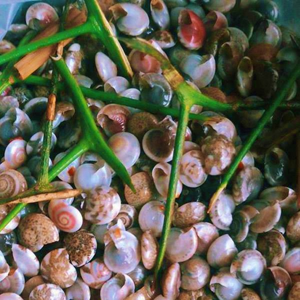 Ốc Ruốc Độc Hại ? Sai Lầm