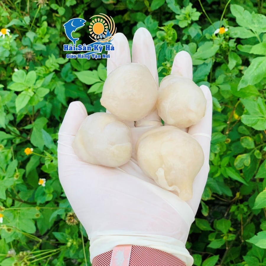 Răng Mực - Các Món Ăn Ngon Từ Răng Mực