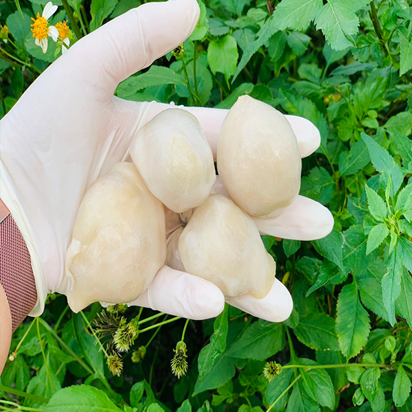 Chuyên Cung Cấp Răng Mực