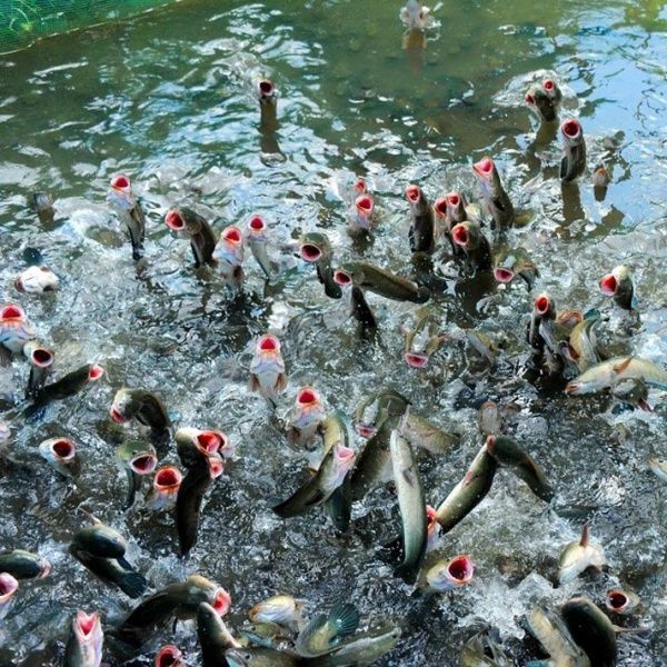 Ruột Cá Lóc - Ruột Cá Ngon