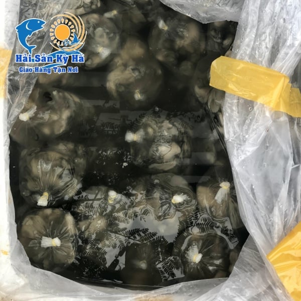 Nơi Bán Thịt Hàu Sữa