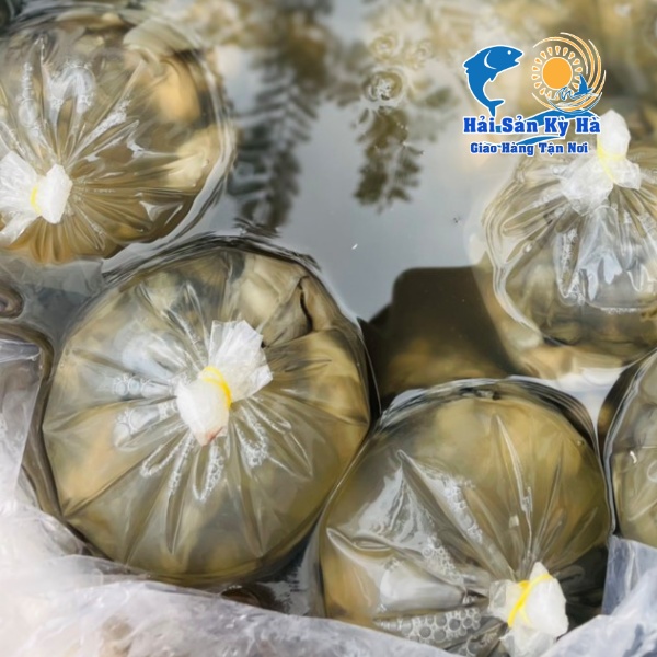 Nơi Cung Cấp Hàu Sữa Pháp Giá Sỉ Rẻ