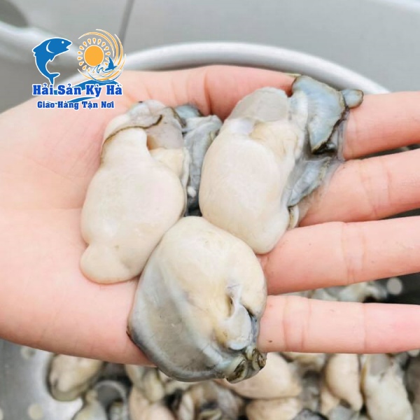 Địa Chỉ Mua Hàu Sữa Pháp