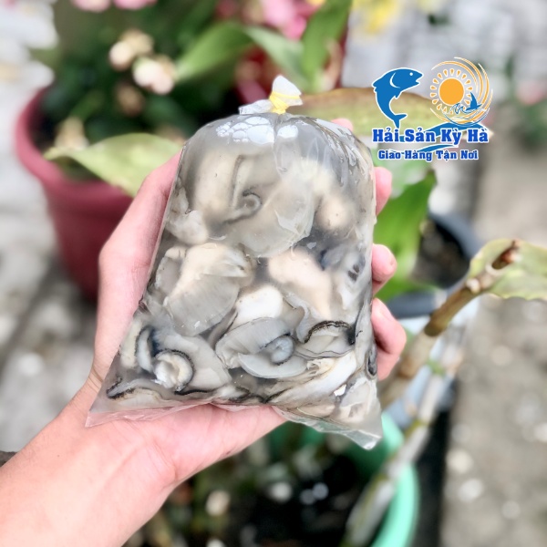 Chuyên Bán Ruột Hàu Sữa Giá Rẻ