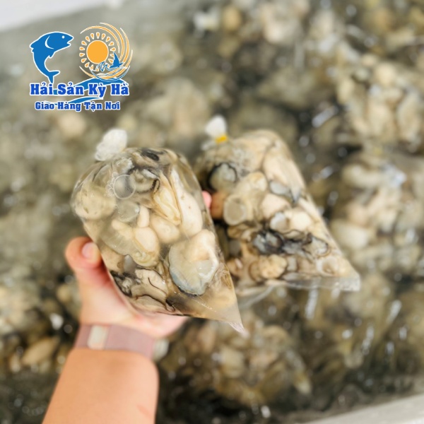 Địa Chỉ Mua Ruột Hàu Sữa Pháp