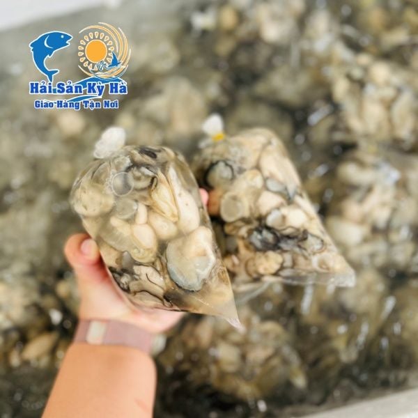 Địa Chỉ Mua Ruột Hàu Sữa Pháp