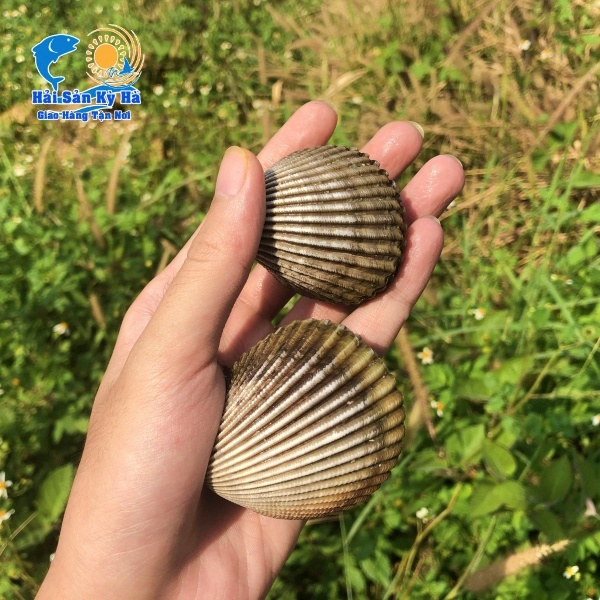 Mua Sò Mồng Miễn Phí Ship Trong Mùa Dịch Covid 20