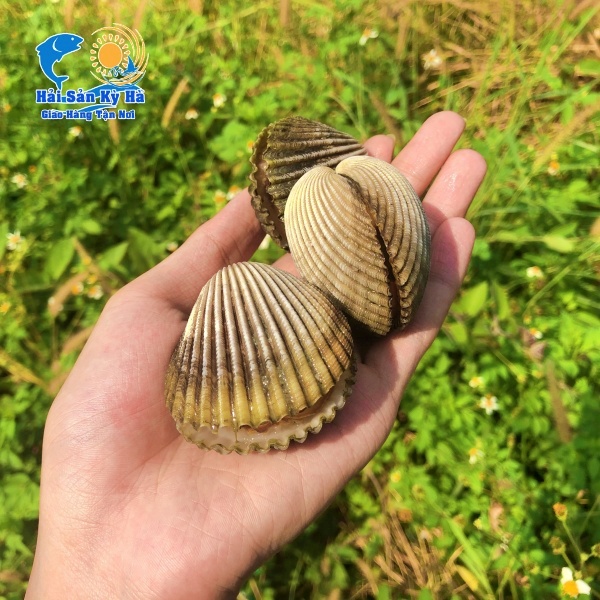 Lợi Ích Và Dinh Dưỡng Của Sò Mồng