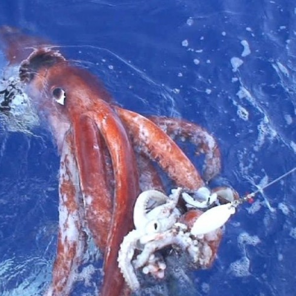 Sự May Rủi Trong Ngành Đánh Bắt Hải Sản - Cách Câu Mực Lá Đại Dương