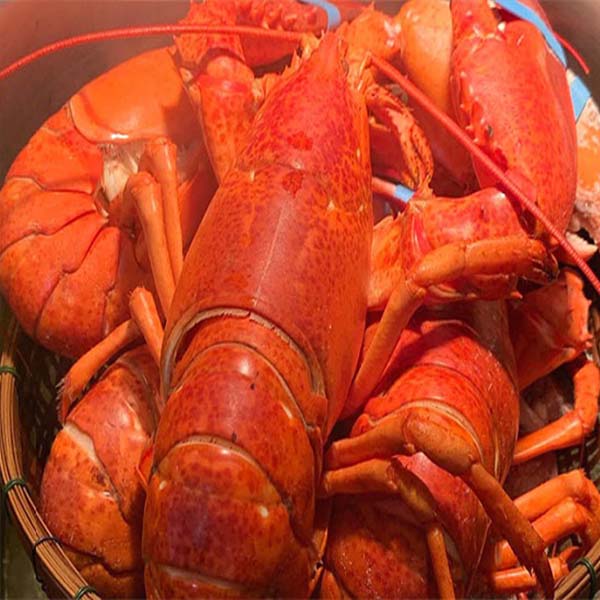 Cách Làm Tôm Hùm Alaska Hấp Bia