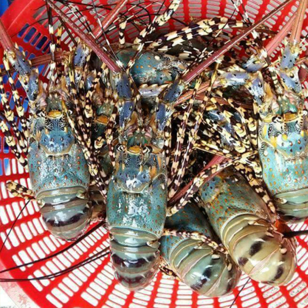 Mua Tôm Hùm Ngộp Giá Rẻ Nhất Hiện Nay & Cách Chọn Tôm Ngộp