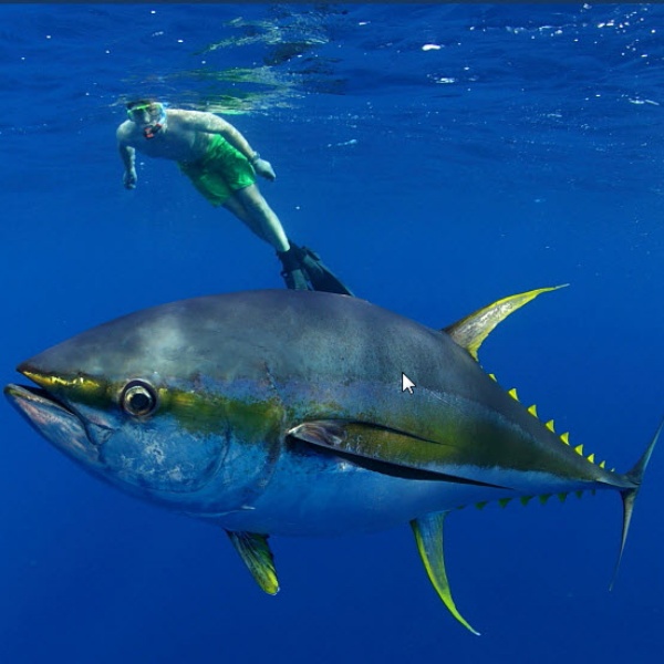 Bật Mí Dinh Dưỡng Từ Cá Ngừ Đại Dương